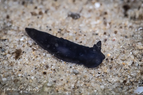 Image of Gymnodoris nigricolor