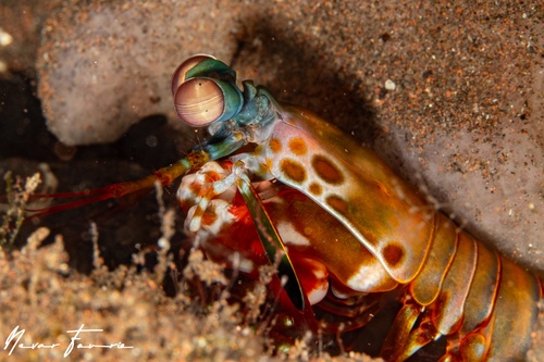 Image of Odontodactylus scyllarus