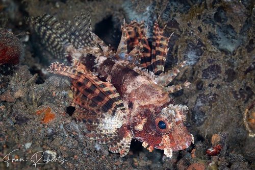 Image of Dendrochirus brachypterus