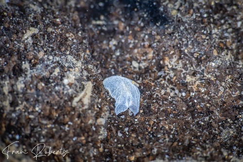 Image of Unidentified Flatworm sp. 3