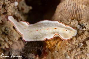 Image of Unidentified Flatworm sp. 14