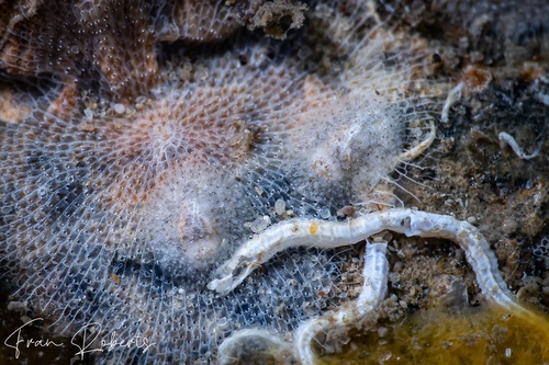 Image of Idaliadoris maugeansis