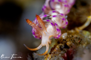 Image of Facelina sp. 6