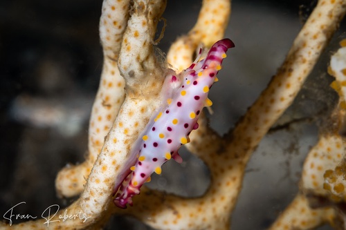 Image of Phenacovolva rosea