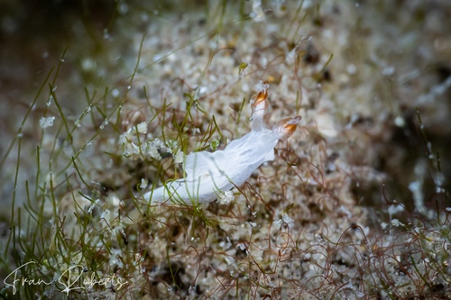 Image of Goniodoris sp. 1