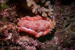 Image of Hexabranchus sanguineus