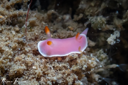 Image of Verconia romeri