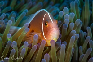 Image of Amphiprion perideraion