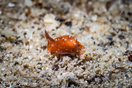 Image of Siphopteron sp. 1