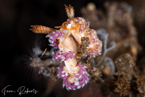 Image of Facelina sp. 6