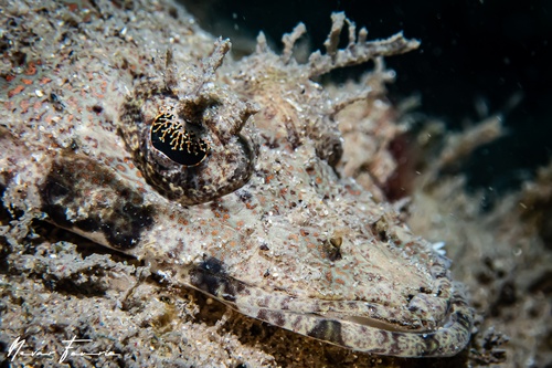 Image of Cymbacephalus nematophthalmus