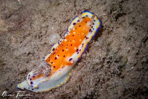 Image of Goniobranchus sp. 2