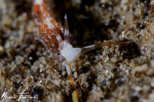 Image of Facelina sp. 1