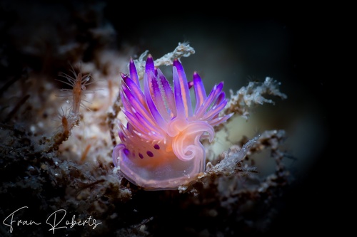 Image of Flabellina lotos