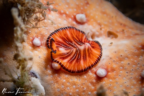 Image of Unidentified Flatworm sp. 12