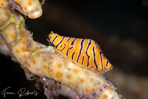 Image of Cuspivolva tigris