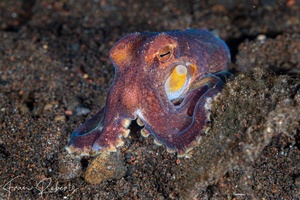 Image of Amphioctopus marginatus