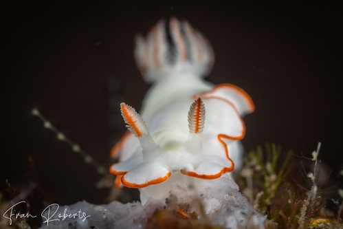 Image of Thorunna furtiva