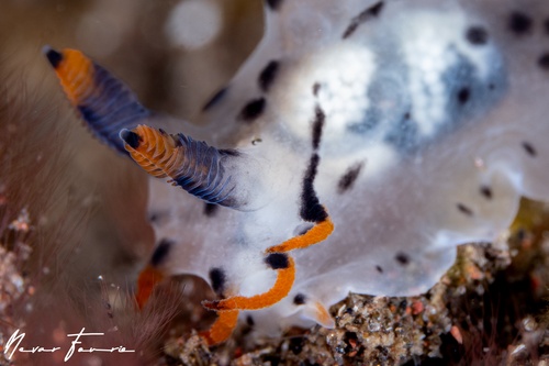 Image of Polycera sp. 2