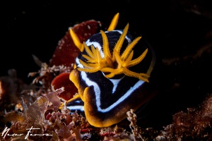 Image of Chromodoris kuiteri