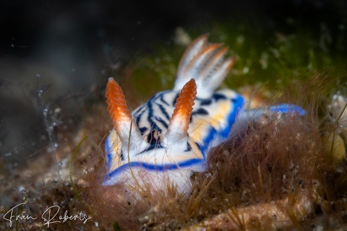 Image of Hypselodoris maritima