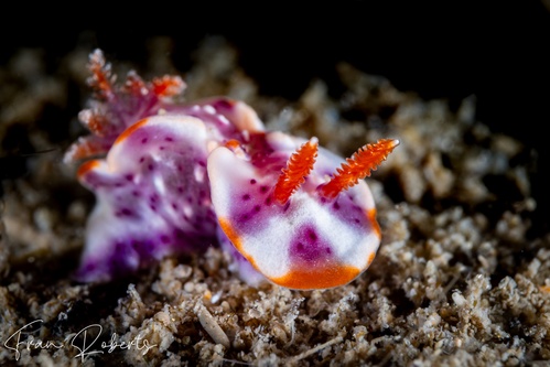 Image of Thorunna sp. 1