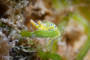 Image of Oxynoe Jaksoni