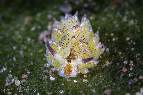 Image of Costasiella kuroshimae