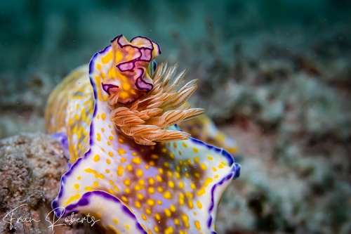 Image of Ceratosoma tenue