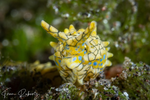 Image of Oxynoe kylei