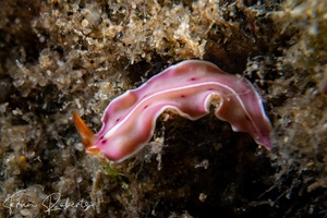 Image of Unidentified Flatworm sp. 13