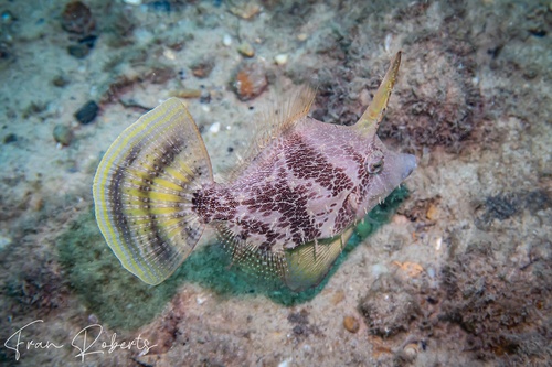 Image of Monacanthus chinensis