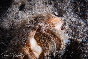 Image of Pagurus cuanensis