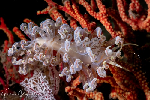 Image of Phyllodesmium undulatum