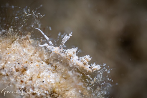 Image of Facelina bourailli