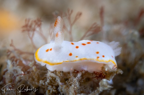 Image of Verconia haliclona