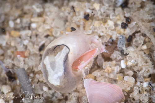 Image of Gymnodoris sp. 25