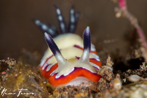 Image of Goniobranchus fidelis