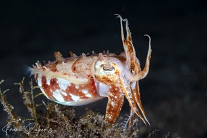 Image of Sepia plangon