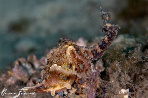 Image of Hapalochlaena fasciata