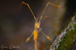 Image of Caprellidae sp