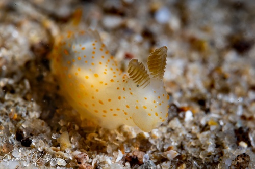 Image of Gymnodoris sp. (various)
