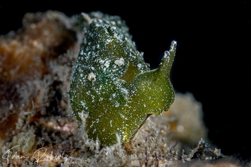 Image of Elysia sp. 2