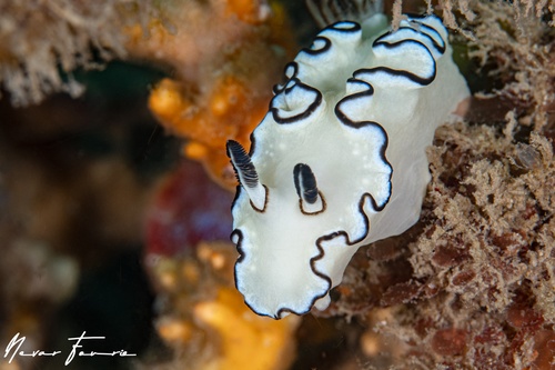 Image of Doriprismatica atromarginata