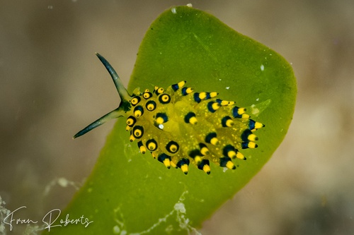 Image of Stiliger ornatus