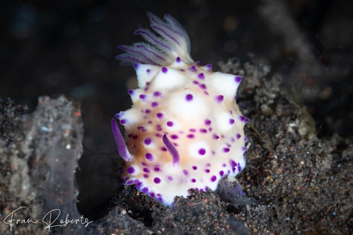 Image of Mexichromis multituberculata