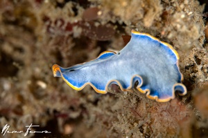 Image of Cycloporus venetus B