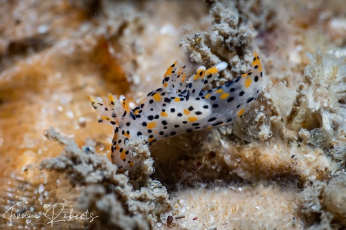 Image of Thecacera pennigera