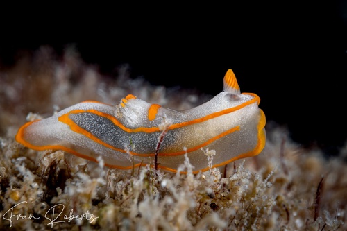 Image of Gymnodoris amakusana