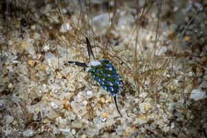 Image of Costasiella sp. 2